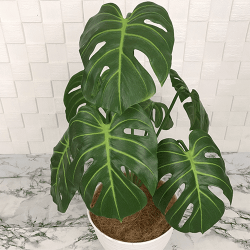 a_0002s_0001_POHON-MONSTERA - LATEX-TANGKAI-JUNTAI-TANAMAN-ARTIFICIAL4