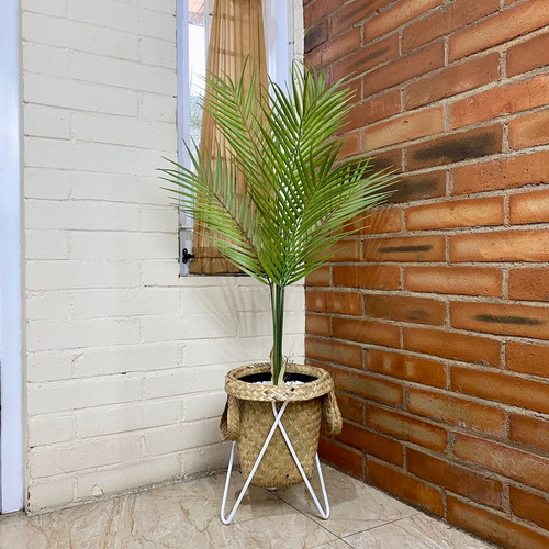 Pohon Monstera (11)_res
