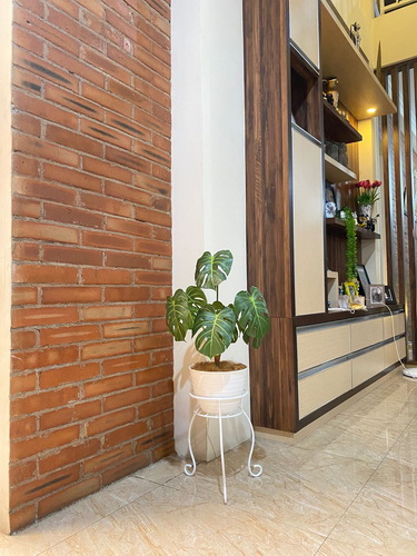 Pohon Monstera (1)_res